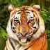 Big Cat Rescue Megaways