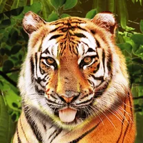 Big Cat Rescue Megaways