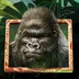 Gorilla Kingdom slot